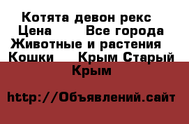 Котята девон рекс › Цена ­ 1 - Все города Животные и растения » Кошки   . Крым,Старый Крым